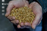 Triticale Ganzkornsilage 4