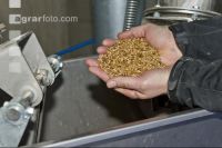 Triticale Ganzkornsilage 3