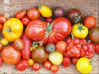 Tomatenvielfalt 16