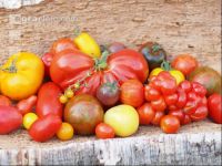 Tomatenvielfalt 15