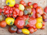 Tomatenvielfalt 14