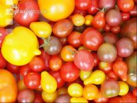Tomatenvielfalt 13