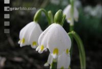 Frühlingsknotenblume 2
