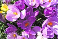 Krokus 5