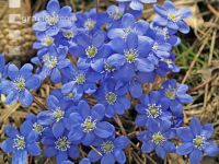 Leberblümchen 5