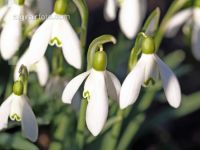 Schneeglöckchen 6