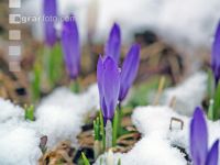 Krokus Neuschnee 2