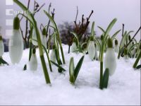 Schneeglöckchen