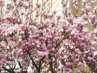 Magnolie 4