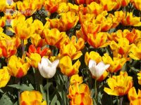 Tulpenmeer 10