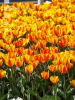 Tulpenmeer 5