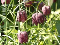 Schachbrettblume 1