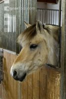 Pferd im Stall 1