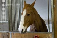 Pferd im Stall 6