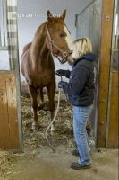Pferd im Stall 8
