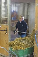 Pferdestall ausmisten 4