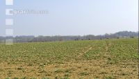 Rehe im Winter
