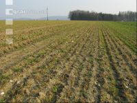 Gerste ausgewintert 2