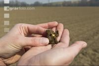 Sugar beet germination 2