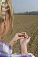Sugar beet germination 1