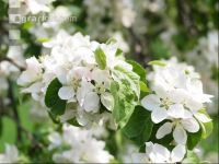 Apfel Blüte 13