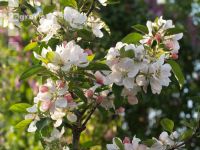 Apfel Blüte 12