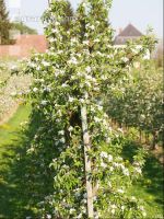 Apfel Blüte 11