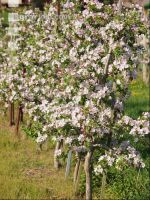 Apfel Blüte 10