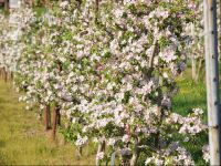 Apfel Blüte 8