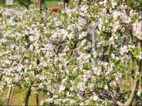 Apfel Blüte 7
