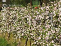 Apfel Blüte 6