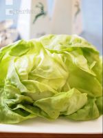 Kopfsalat 6