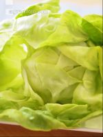 Kopfsalat 5