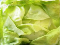 Kopfsalat 4