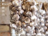 Knoblauch 5
