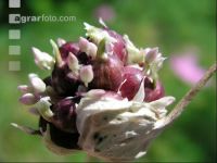 Knoblauch 6