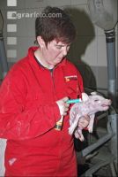 Ferkel impfen 5