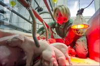 Ferkel Betreuung 37