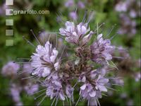 Phacelia bloom 3