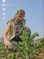 Raps Blattausbildung 22