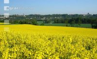 Raps Morgenlicht 01