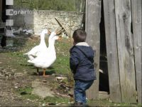 Kinder am Hof 39