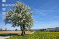 Mostobst Blüte 31