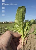 Sugarbeet 6 leaves 12