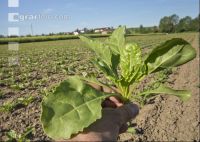 Sugarbeet 6 leaves 13