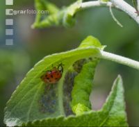 Asian ladybird 5