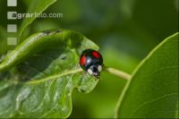Asian ladybird 4
