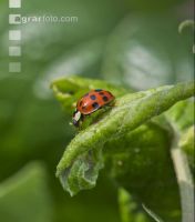 Asian ladybird 3