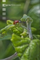 Asian ladybird 2
