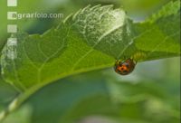 Asian ladybird 1